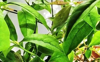 非洲茉莉叶子掉落的原因及解决方法（探究非洲茉莉为什么掉叶子，有效的养护技巧）
