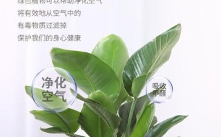 如何选择适合鹤望兰的盆？（深浅盆该如何选择？鹤望兰栽培的技巧与注意事项）