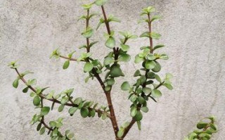 金枝玉叶如何养护才能开花（从土壤、气候到剪枝，了解金枝玉叶花期的关键）