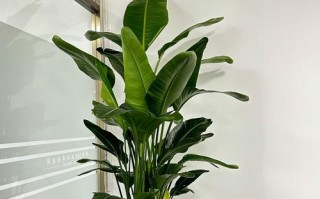 天堂鸟绿植黄叶原因及处理方法（保养天堂鸟绿植，从黄叶问题说起）
