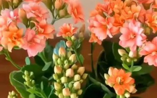 室内耐寒花卉大揭秘（选择合适的花卉装点你的冬季生活）