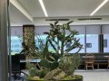 如何有效处理受伤的多肉植物（专家教你救治受伤的多肉植物，不让它们枯萎殆尽）