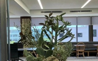 如何有效处理受伤的多肉植物（专家教你救治受伤的多肉植物，不让它们枯萎殆尽）