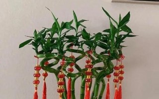 以转运竹怎么放好看？（打造家居艺术的秘密武器）