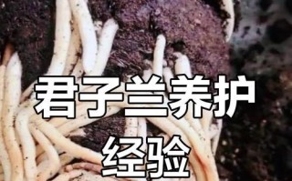 以君子兰怎么分盆施肥（科学的君子兰分盆施肥方法及注意事项）