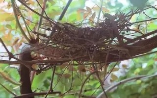 鸟巢分株（探索鸟巢繁殖与传承的奥秘）