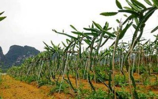 火龙果肥料施用指南（掌握正确施肥方法，提高火龙果产量和品质）