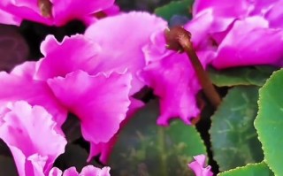 仙客来夏天开花养护指南（打造绚丽夏日花园的秘诀）