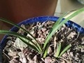 惠兰什么时候换盆最适合？（惠兰换盆的注意事项及步骤分析）