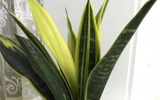 金边虎皮兰的盆栽技巧（让你的虎皮兰更加美观和健康）