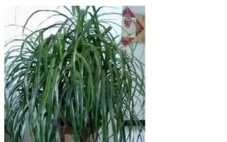 龙须多长时间浇水合适？（掌握龙须养护，让它常青常茂）