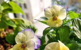 角堇的养殖方法与注意事项（打造美丽花园的基础——角堇的养殖技巧与经验分享）