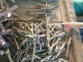 以嫁接的牡丹养护技巧（掌握嫁接技巧，让牡丹绽放更美丽）