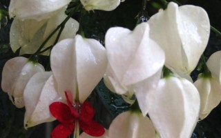 龙吐珠开花的奇妙之谜（揭秘龙吐珠开花的原因与方法）