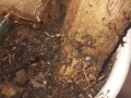 发财树的树干萎缩解决方法（发财树树干萎缩状况及有效治疗方法）