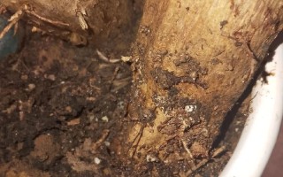 发财树的树干萎缩解决方法（发财树树干萎缩状况及有效治疗方法）