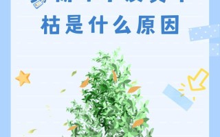 黄杨盆景掉叶子原因及应对方法（掌握黄杨盆景养护技巧，打造健康盆景）