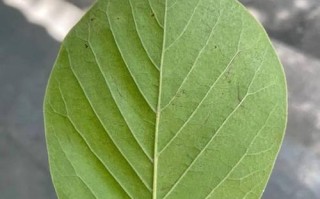 探究家养树叶分叉的原因与解决方法（解读树叶分叉现象，打造健康的家庭绿化环境）