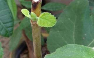 简单制作盆栽肥料的方法（快速制作高效肥料的秘诀）