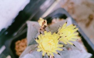 以鸾凤玉花谢了如何处理？（挽救枯萎花朵的秘诀与方法）