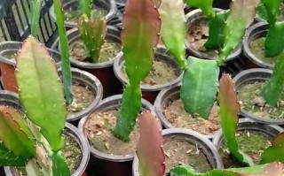 令箭荷花怎么养才开花（打造一片荷花海，享受美好夏日）