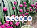 从火龙果到火龙果种子（如何种植火龙果种子以及注意事项）