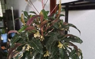 如何种植富贵籽（详细介绍富贵籽的种植方法和注意事项）