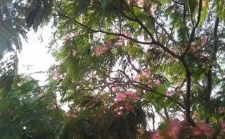 合欢树的生长状况如何？（探究合欢树的生长环境和影响因素）