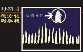 水稻生长环境条件及特点（优良生长环境的关键要素）