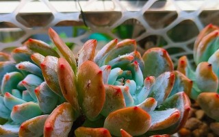 以叶插苗怎么养（简易方法让你轻松培养健康的植物）