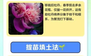 四季牡丹生根的技巧与方法（培育健康四季牡丹的秘诀与经验）