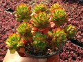 如何养护三色花月（养护秘籍和技巧）