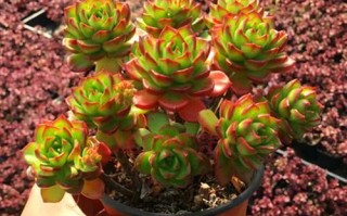 如何养护三色花月（养护秘籍和技巧）