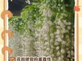 茉莉花老桩修剪的技巧与要点（打造健康茂盛的茉莉花丛林，掌握修剪技巧关键在于...）