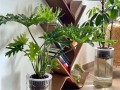 以水养植物的养护技巧（水培养植秘籍揭秘，打造绿色家园）
