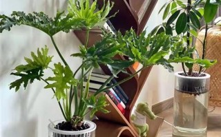 以水养植物的养护技巧（水培养植秘籍揭秘，打造绿色家园）