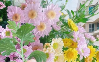 菊花的生长条件（晒太阳是菊花成长的必要条件）