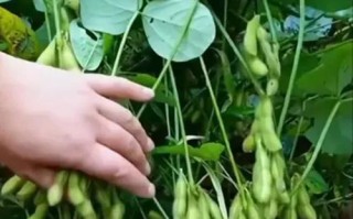 毛豆种植全攻略（时间、方法、技巧全解析，助你成功种出丰收的毛豆）