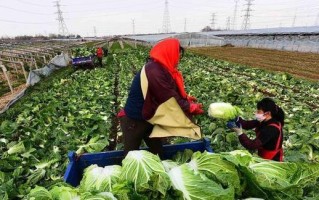 白菜的生长与收获（白菜种植技巧、生长期、收获时间等详解）
