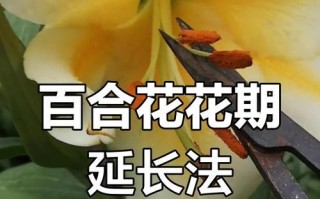百合花的花期究竟有多长时间？（探寻百合花的开花规律与花期时间表）
