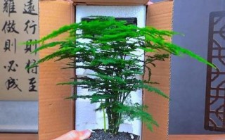 花盆里的竹子如何修剪（打造优美的竹林风景，让花盆成为绿色的角落）