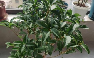 盆栽桂花换盆时间剖析（掌握这一，让你的桂花常青常美）