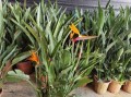 如何种植鹤望兰并促其开花？（从养护到施肥，教你轻松栽培鹤望兰）