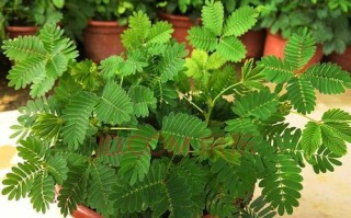 含羞草（生长环境、栽培技巧、繁殖方式、药用功效等）