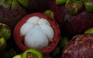 山竹成熟上市时间分析（山竹果实成熟特点及上市期待）