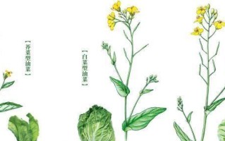 探秘油菜的生长环境特点（从土壤、气候到生态系统）