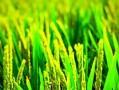 水稻的植物类型及特点（了解水稻的分类与生长条件，提高水稻种植效率）