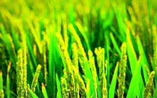 水稻的植物类型及特点（了解水稻的分类与生长条件，提高水稻种植效率）