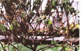 以花养的根怎么就死了？（探究花卉养护中根部死亡的原因与解决方案）
