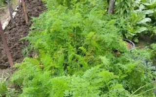 胡萝卜生长的环境条件及特点（胡萝卜的种植技巧与注意事项）